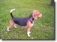 Beagle \\\\\\\\\\\\\\\\\\\\\(Dog standard\\\\\\\\\\\\\\\\\\\\\)