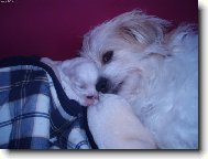 Coton de Tulear