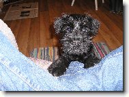 Zwergschnauzer, Miniature Schnauzer