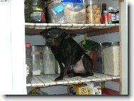 German Pinscher