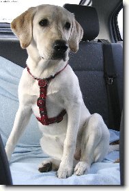 Labrador Retriever