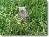 British shorthairs cat