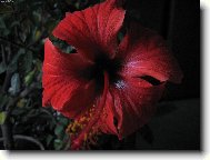 Hibiscus rosa-sinensis