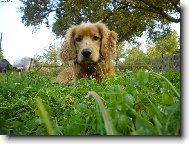 American Cocker Spaniel