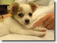 Chihuahua
