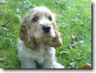 English Cocker Spaniel