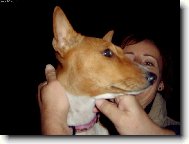 Basenji \\\\\(Dog standard\\\\\)