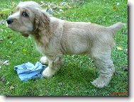 English Cocker Spaniel