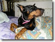 Dobermann, Doberman