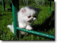 Persian cat