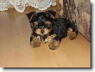 Jorkrsk terier, Yorkshire Terrier,