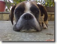 Deutscher Boxer