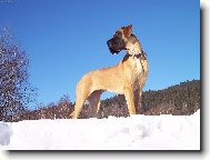 Deutsche Dogge