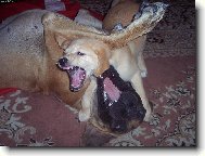 Deutsche Dogge