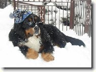 Berner Sennenhund