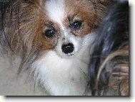 Papillon