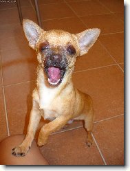 Chihuahua