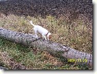 Jack Russell Terrier