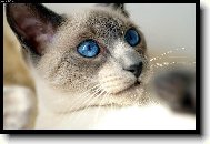 Siamese cat