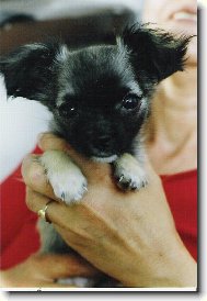 Chihuahua