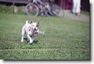 Jack Russell Terrier