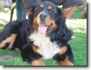 Berner Sennenhund