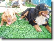 Berner Sennenhund