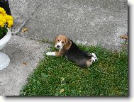 Beagle \\\\\\\\\\\\\\\\\\\\\(Dog standard\\\\\\\\\\\\\\\\\\\\\)