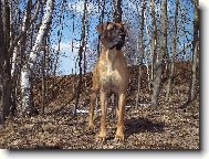 Deutsche Dogge