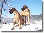 Deutsche Dogge