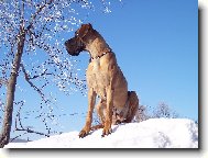 Deutsche Dogge