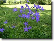 Campanula isophylla