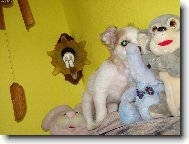 Chihuahua