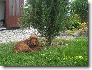 English Cocker Spaniel