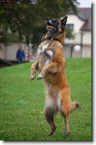 Chien de Berger Belge - Tervueren
