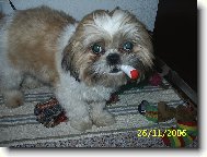 icu, Shih-Tzu
