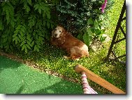 American Cocker Spaniel