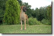 Deutsche Dogge