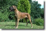 Deutsche Dogge