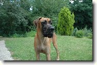 Deutsche Dogge