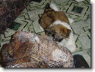 icu, Shih-Tzu