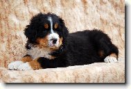 Berner Sennenhund