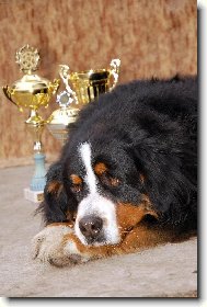Berner Sennenhund