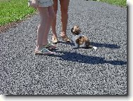 icu, Shih-Tzu