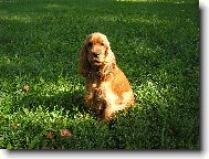 English Cocker Spaniel