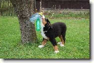 Berner Sennenhund