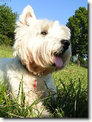 West highland white terrier \\\\\(Dog standard\\\\\)