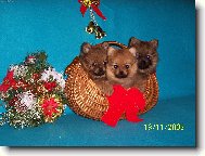 Deutscher spitz - Kleinspitz, German Spitz  Miniature Spitz