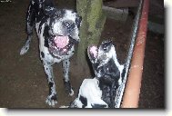 Deutsche Dogge