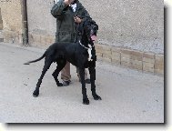 Deutsche Dogge